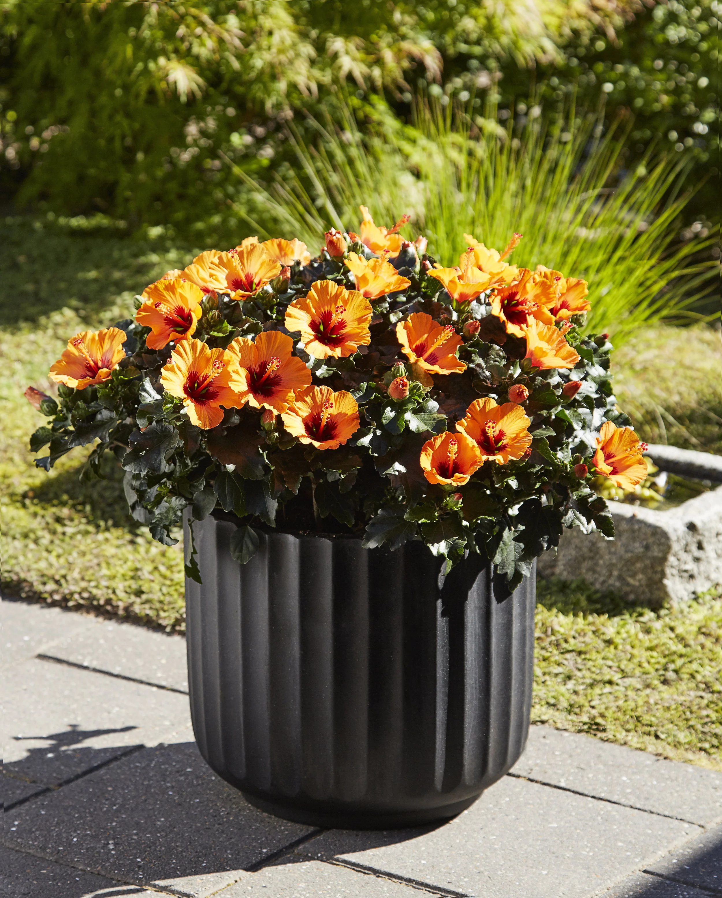 Petit Orange at RHS Chelsea Flower Show 2017 — Graff-Breeding A/S